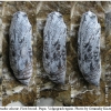 carch alceae pupa2 volg1